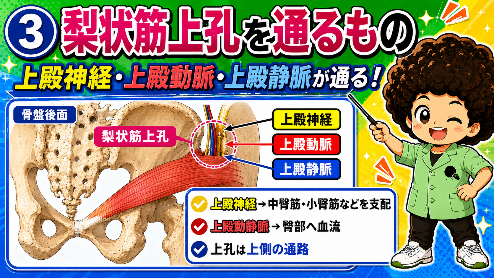 梨状筋上孔を上殿神経・血管が通る図
