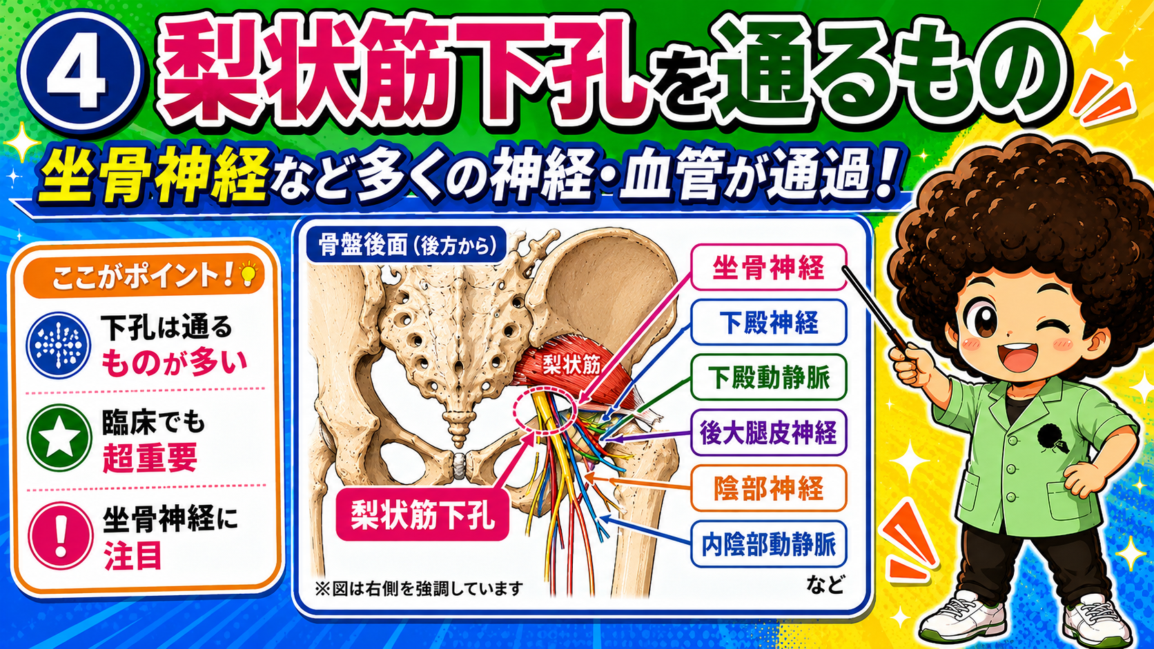 梨状筋下孔を坐骨神経ほか多数が通る図