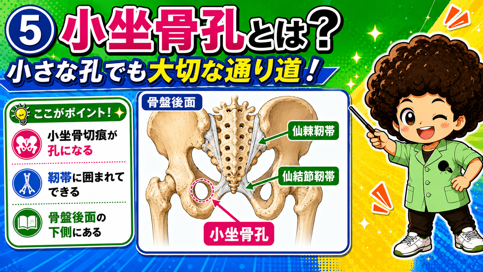 骨盤後面で仙棘靭帯・仙結節靭帯と小坐骨孔を示した図