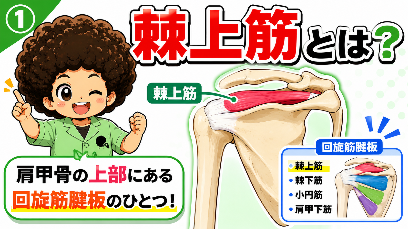 肩甲骨の上部にある棘上筋を示した図と、回旋筋腱板4筋の一覧