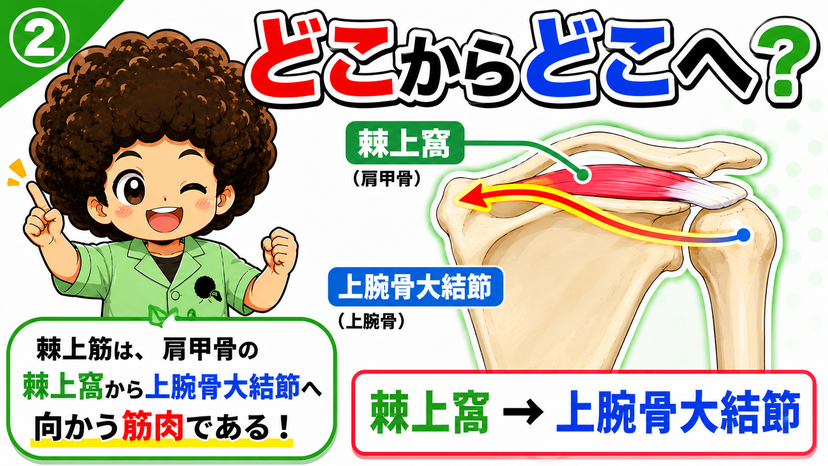 棘上筋の起始と停止を示した図
