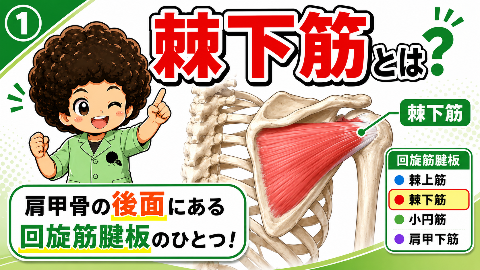 肩甲骨の後面にある棘下筋を示した図と、回旋筋腱板4筋の一覧