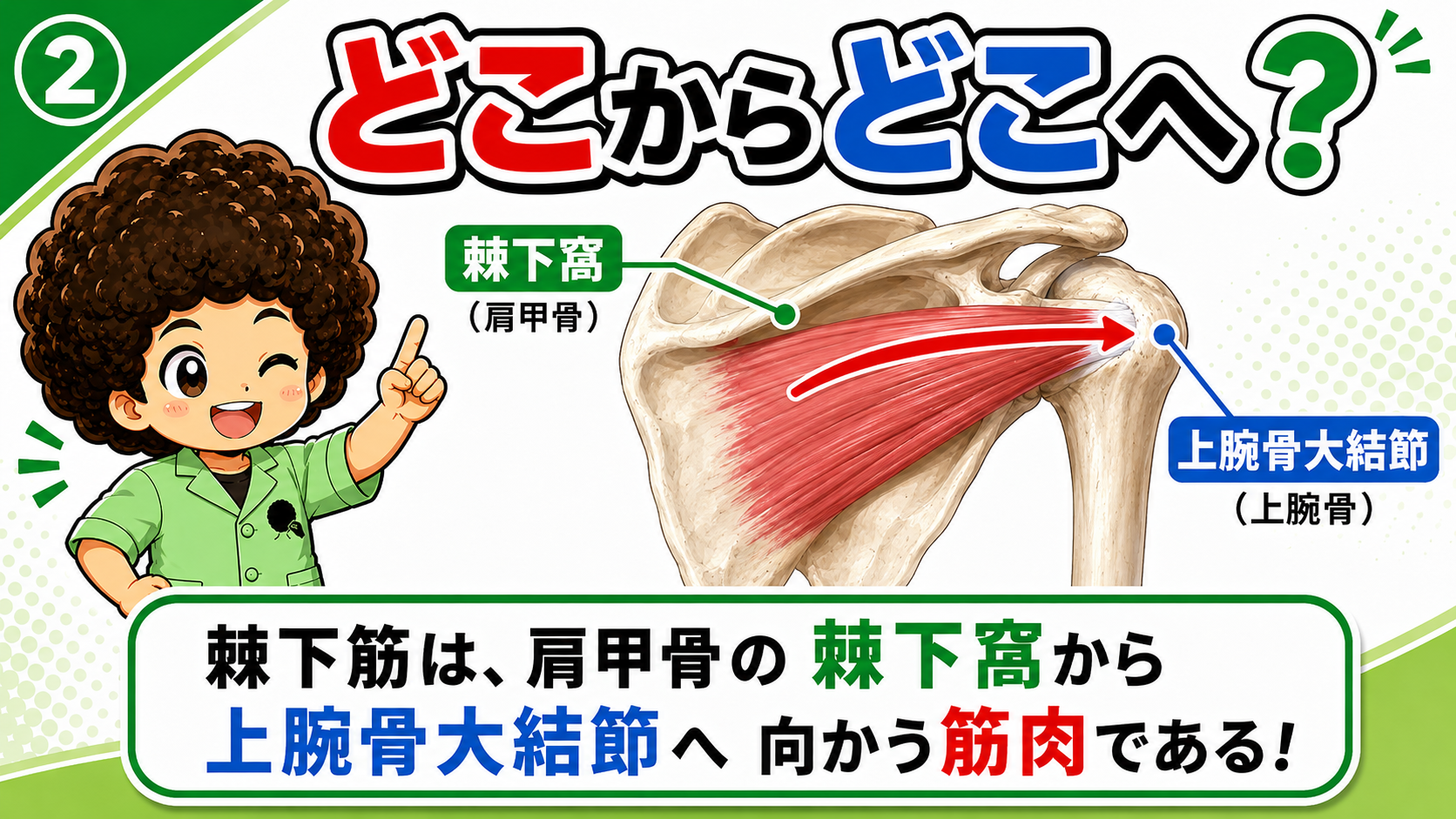 棘下筋の起始と停止を示した図