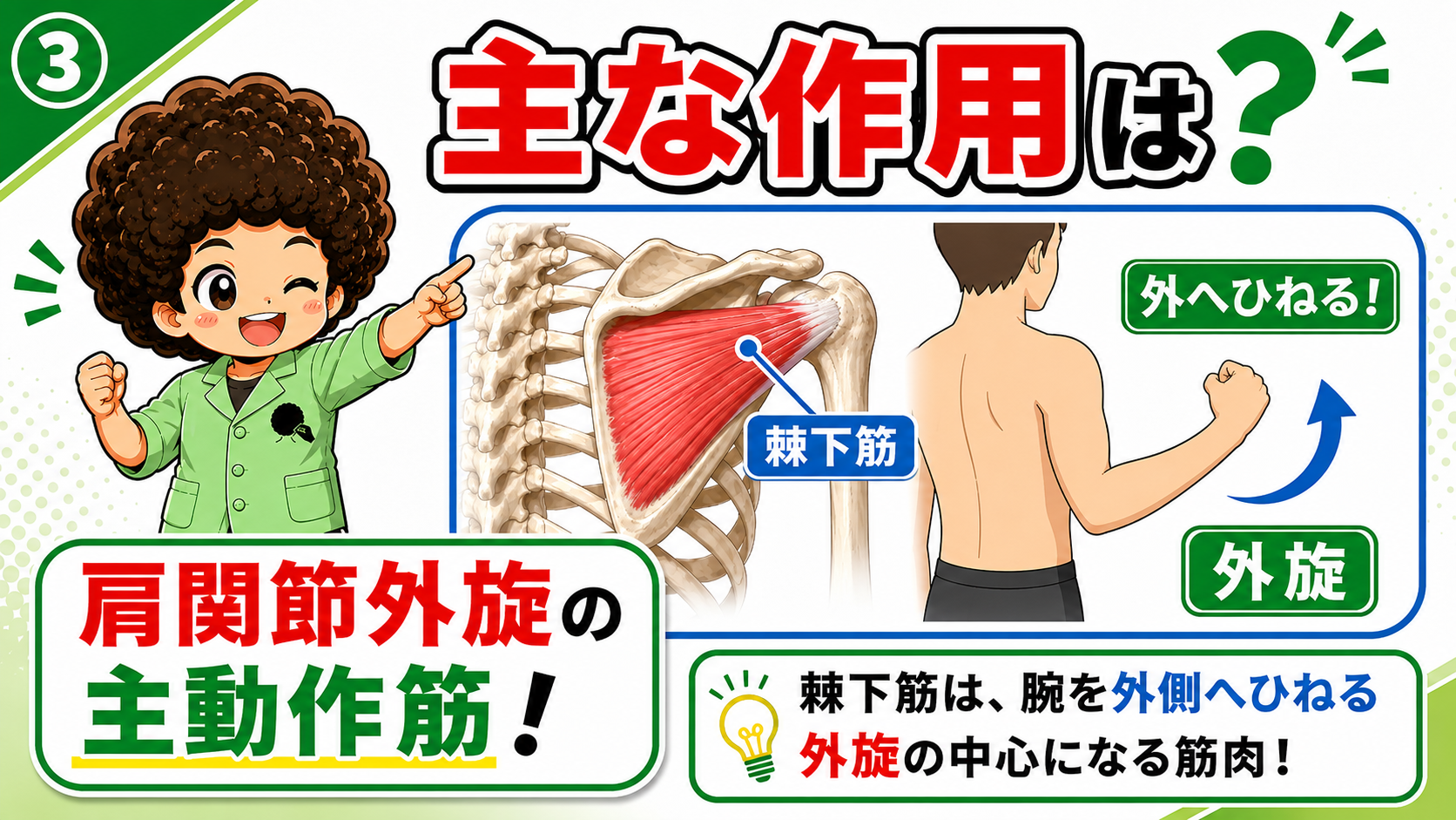 棘下筋による肩外旋を示した図