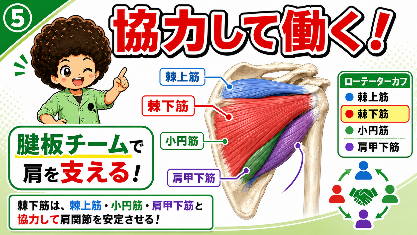 棘下筋と他の腱板筋が協力する図