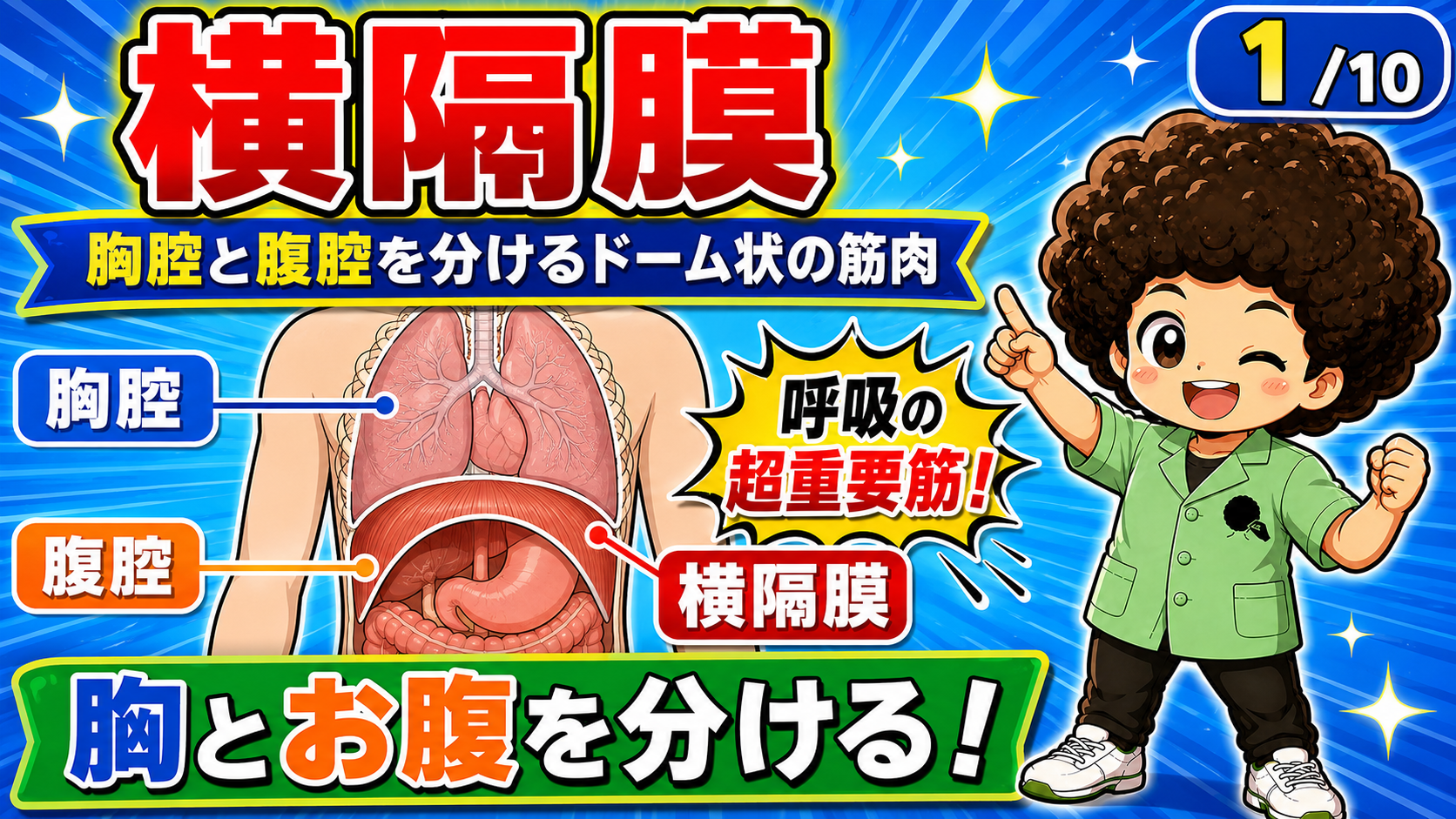胸腔と腹腔を分けるドーム状の横隔膜を示した体幹の断面図