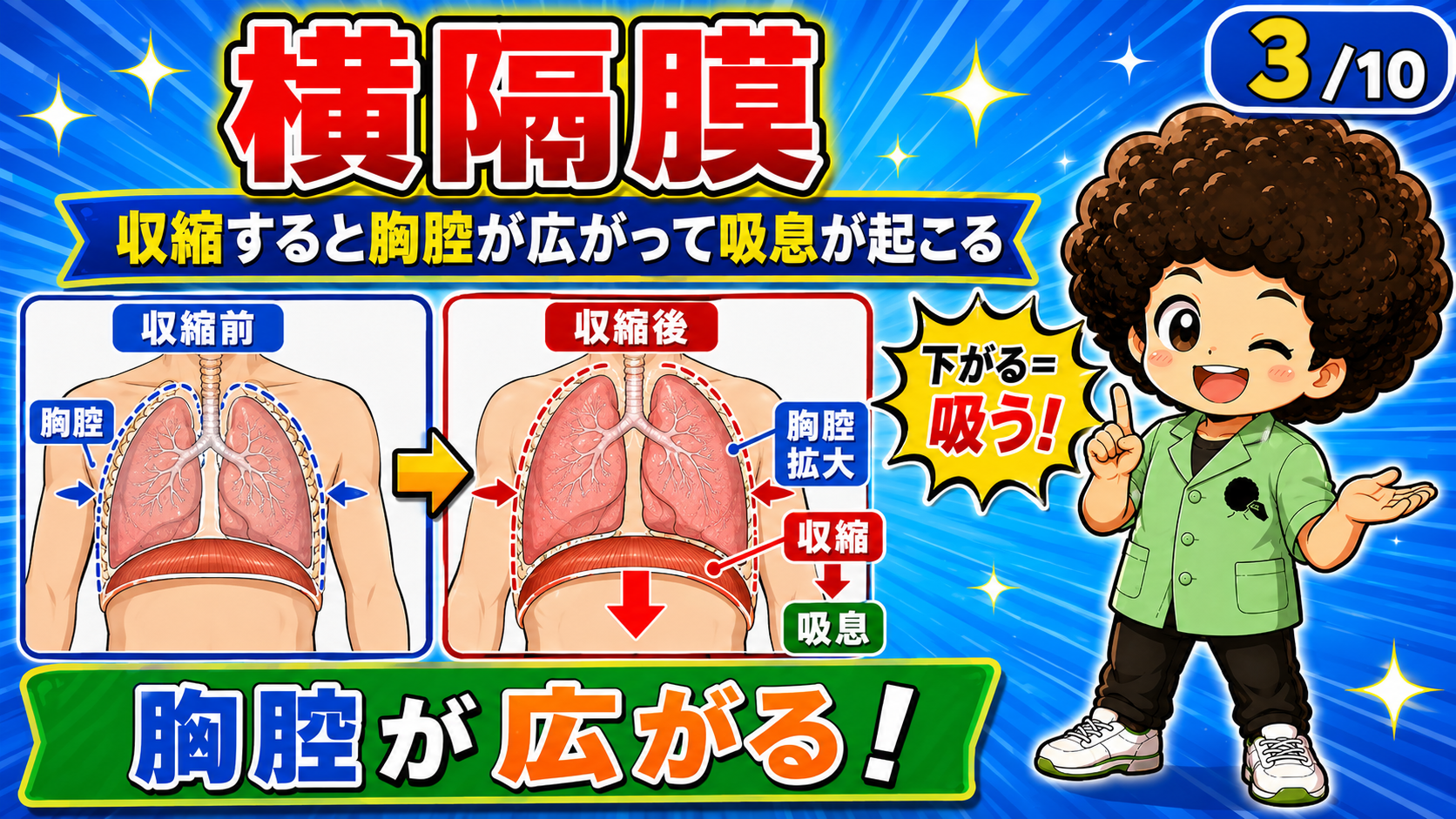 横隔膜の収縮前後で胸腔が拡大するようすを比べた図