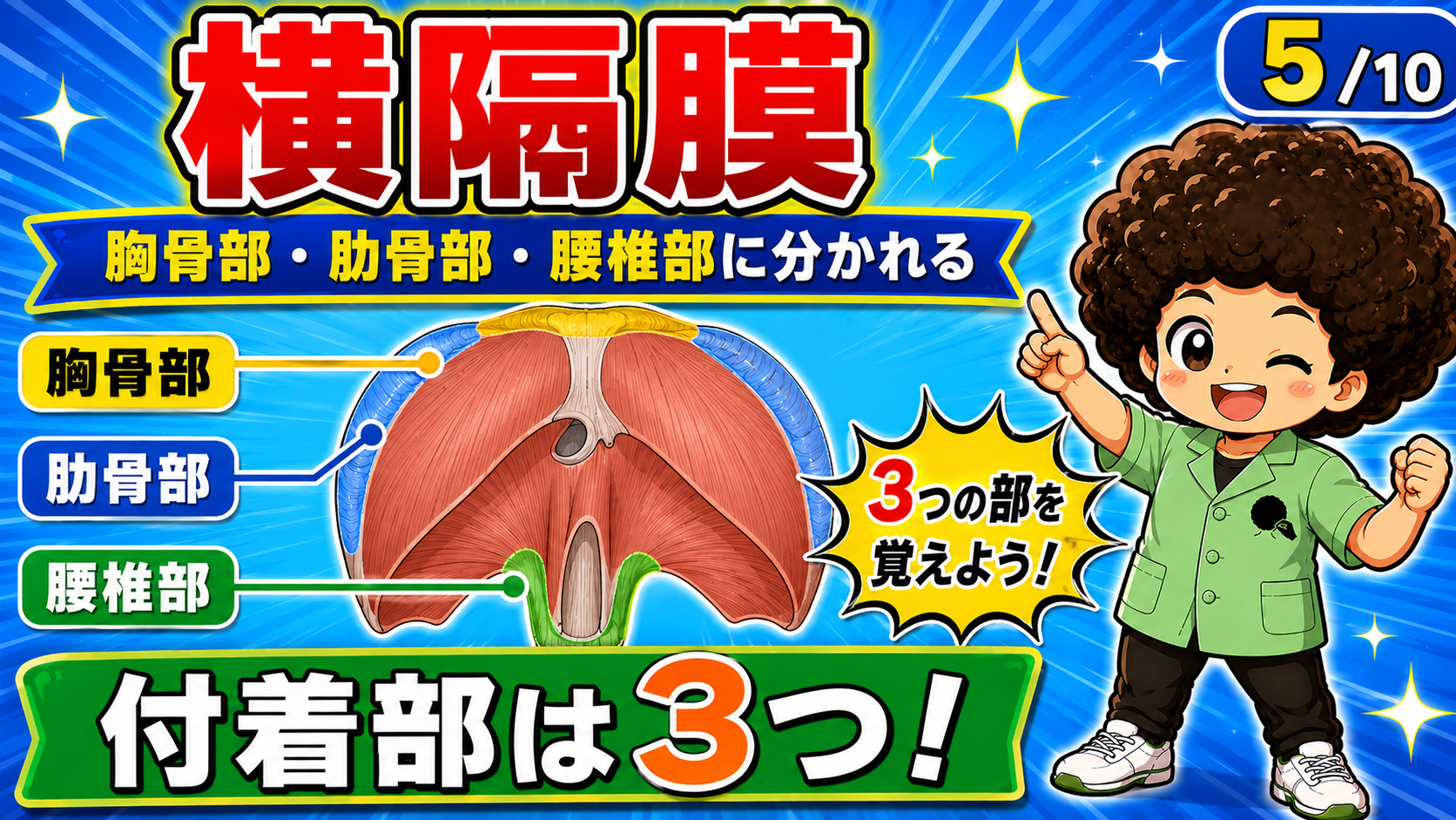 胸骨部・肋骨部・腰椎部に分かれる横隔膜の付着部を示した図