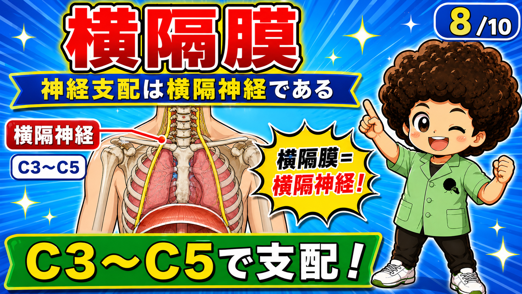 頸髄C3〜C5から出る横隔神経が横隔膜を支配するようすを示した図