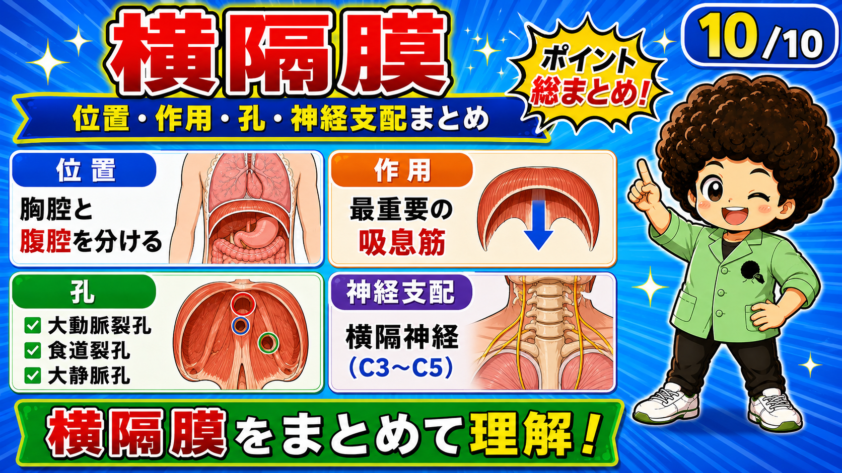 横隔膜の位置・作用・孔・神経支配をまとめた図