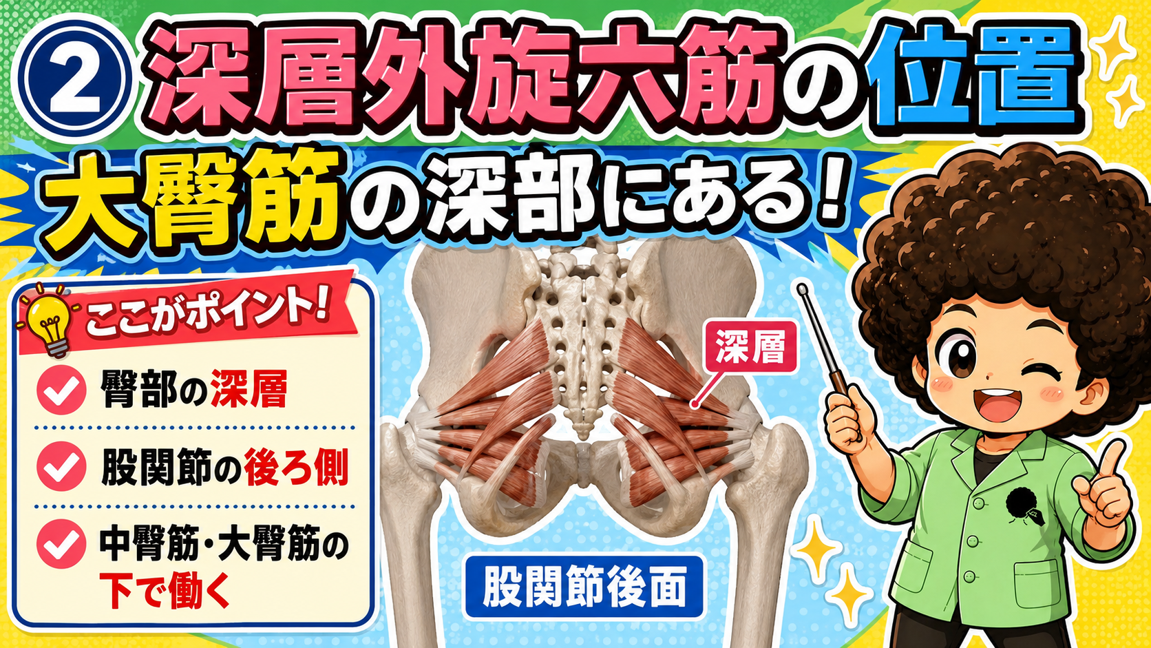 股関節後面の深層に位置する6筋の図