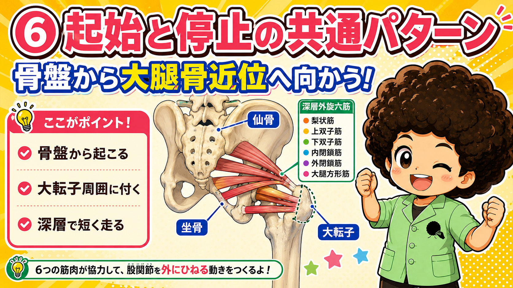 仙骨・坐骨から大転子へ向かう6筋の図