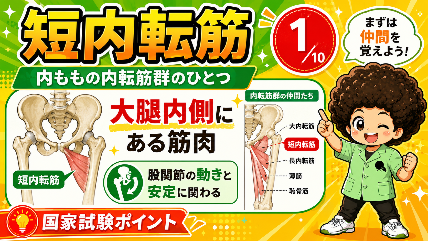長内転筋より深層に位置する短内転筋を示した図