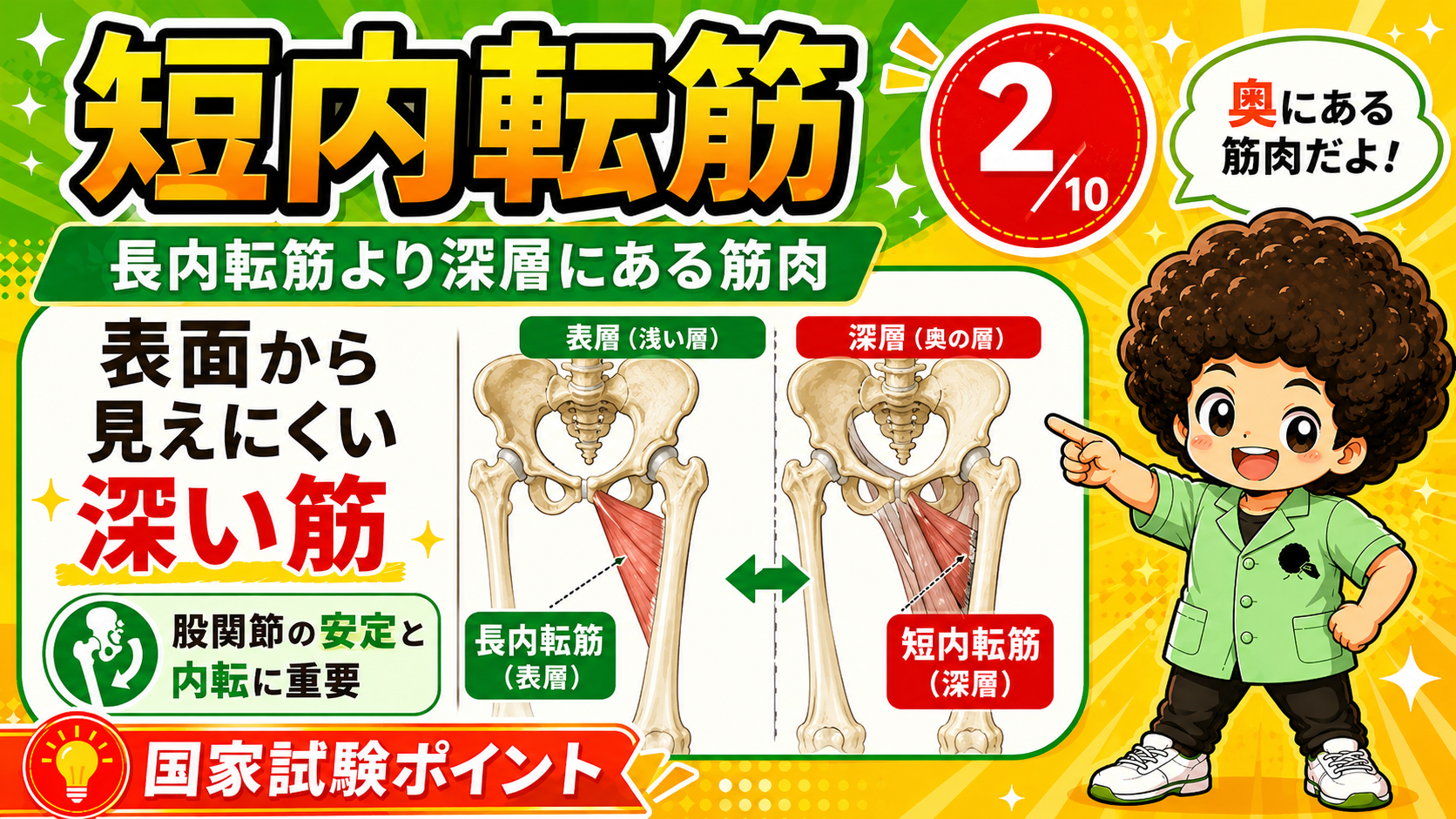 表層の長内転筋と深層の短内転筋を比較した図