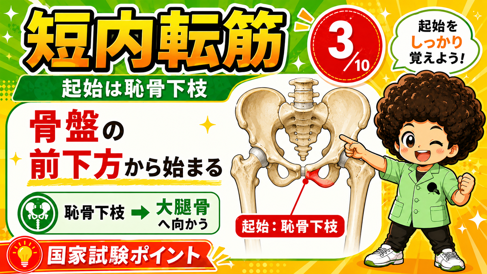 短内転筋の起始（恥骨下枝）と停止（大腿骨粗線）の図