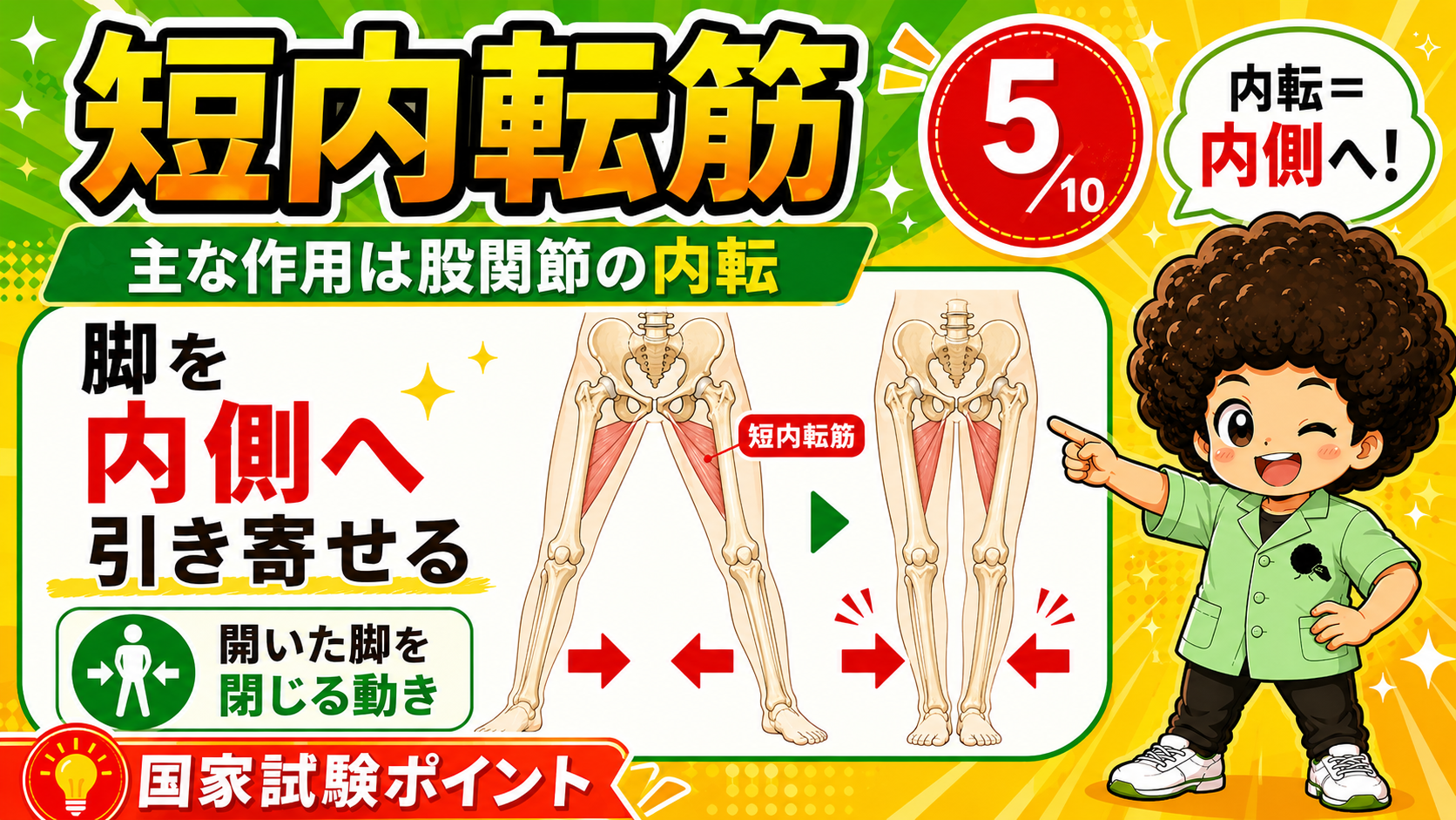股関節を内転させる短内転筋の作用を示した図