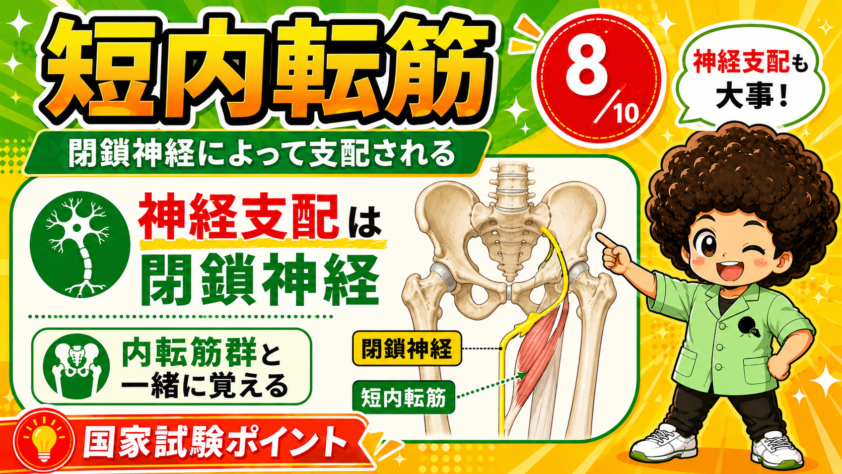 閉鎖神経に支配される短内転筋の図