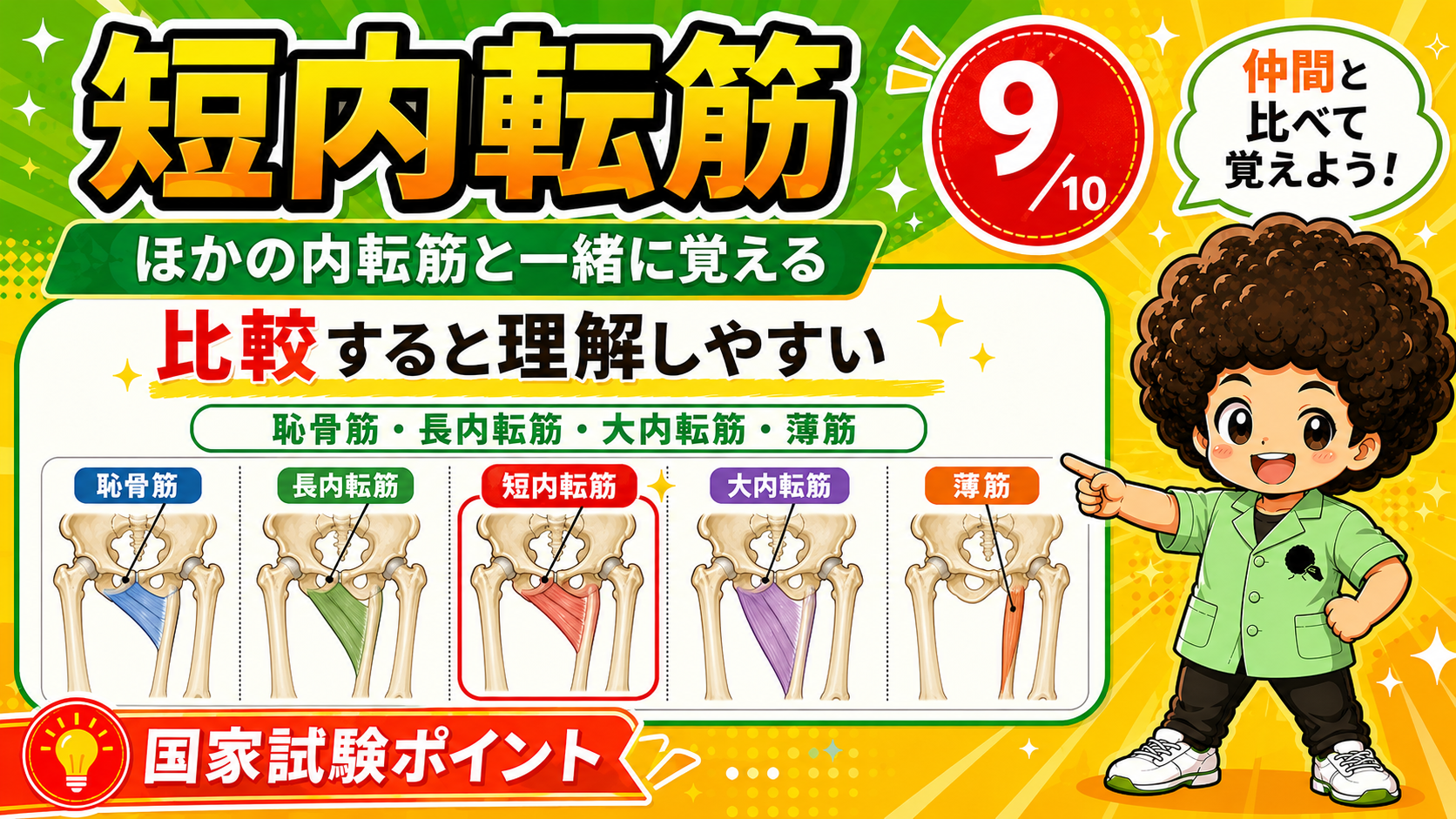 内転筋群を比較した短内転筋の位置図