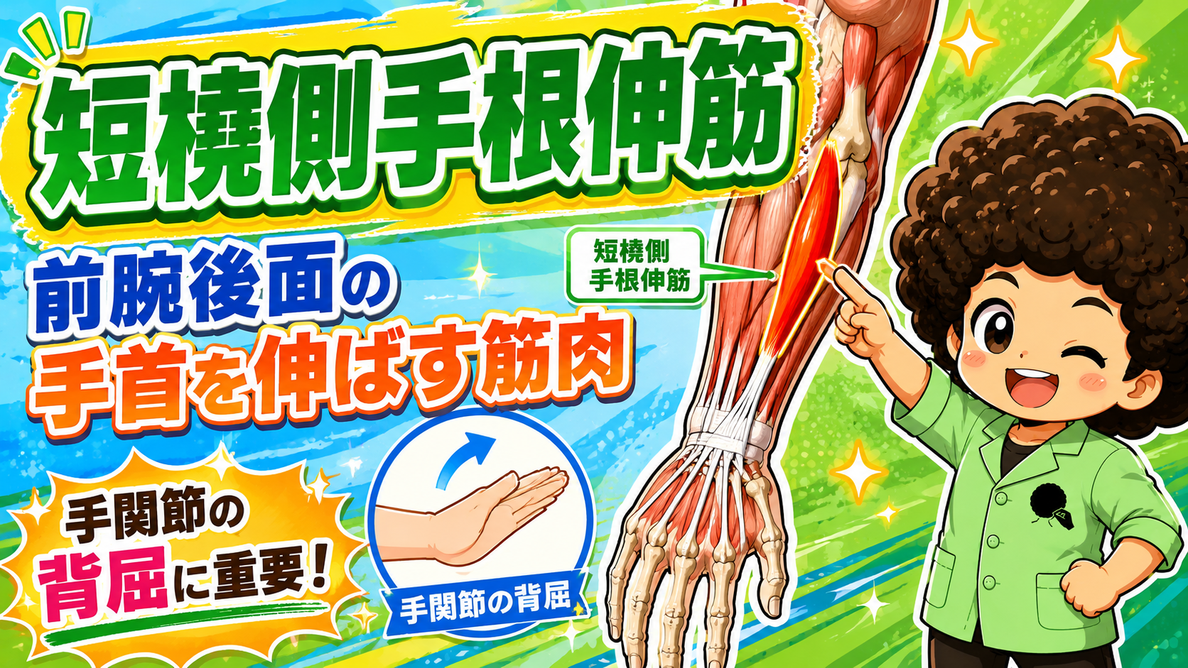前腕後面で短橈側手根伸筋の位置を示した図