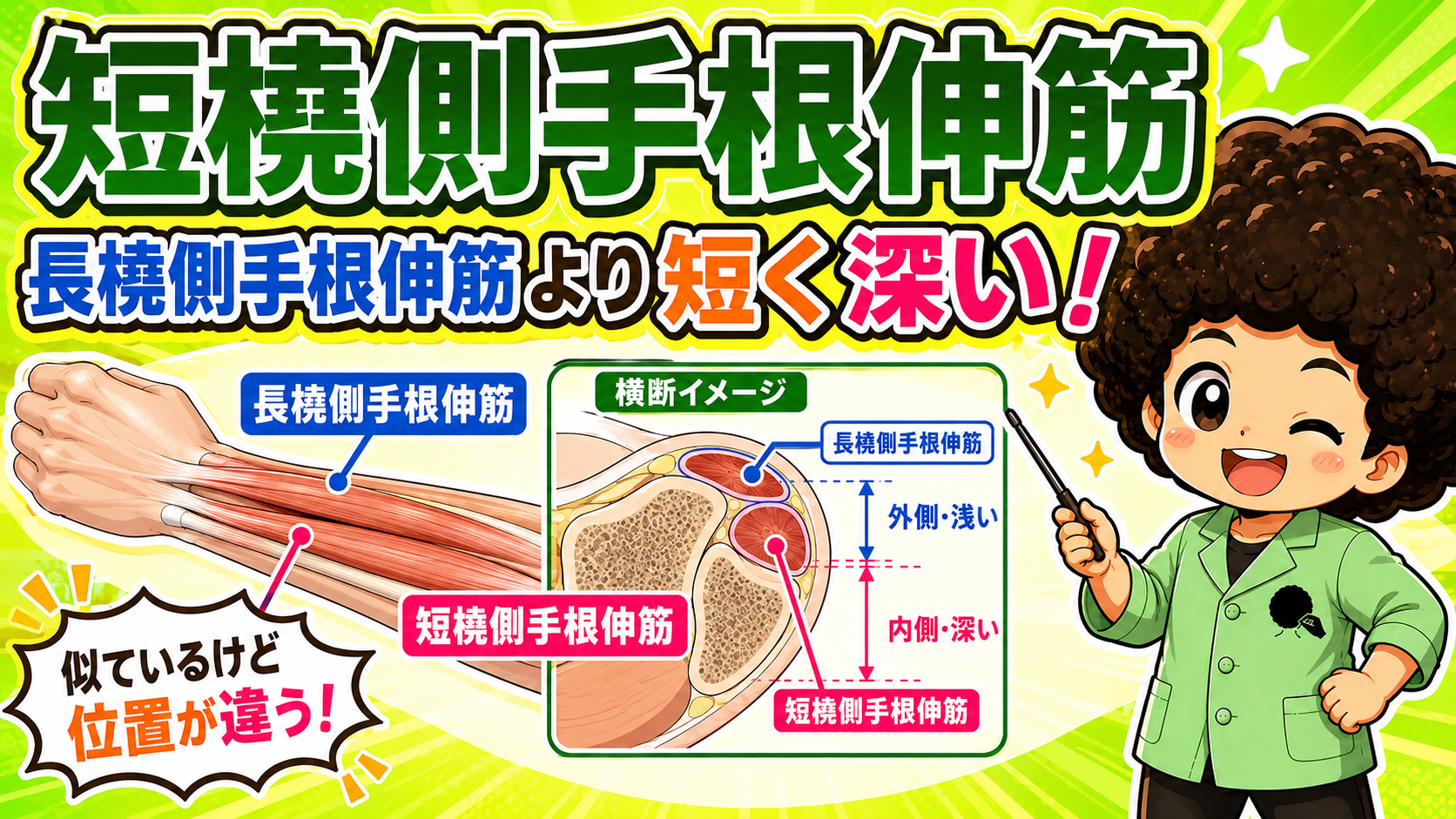 長橈側手根伸筋と短橈側手根伸筋の横断イメージ