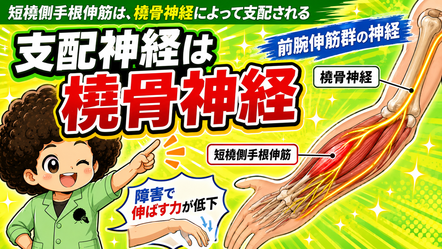 橈骨神経が短橈側手根伸筋を支配する図