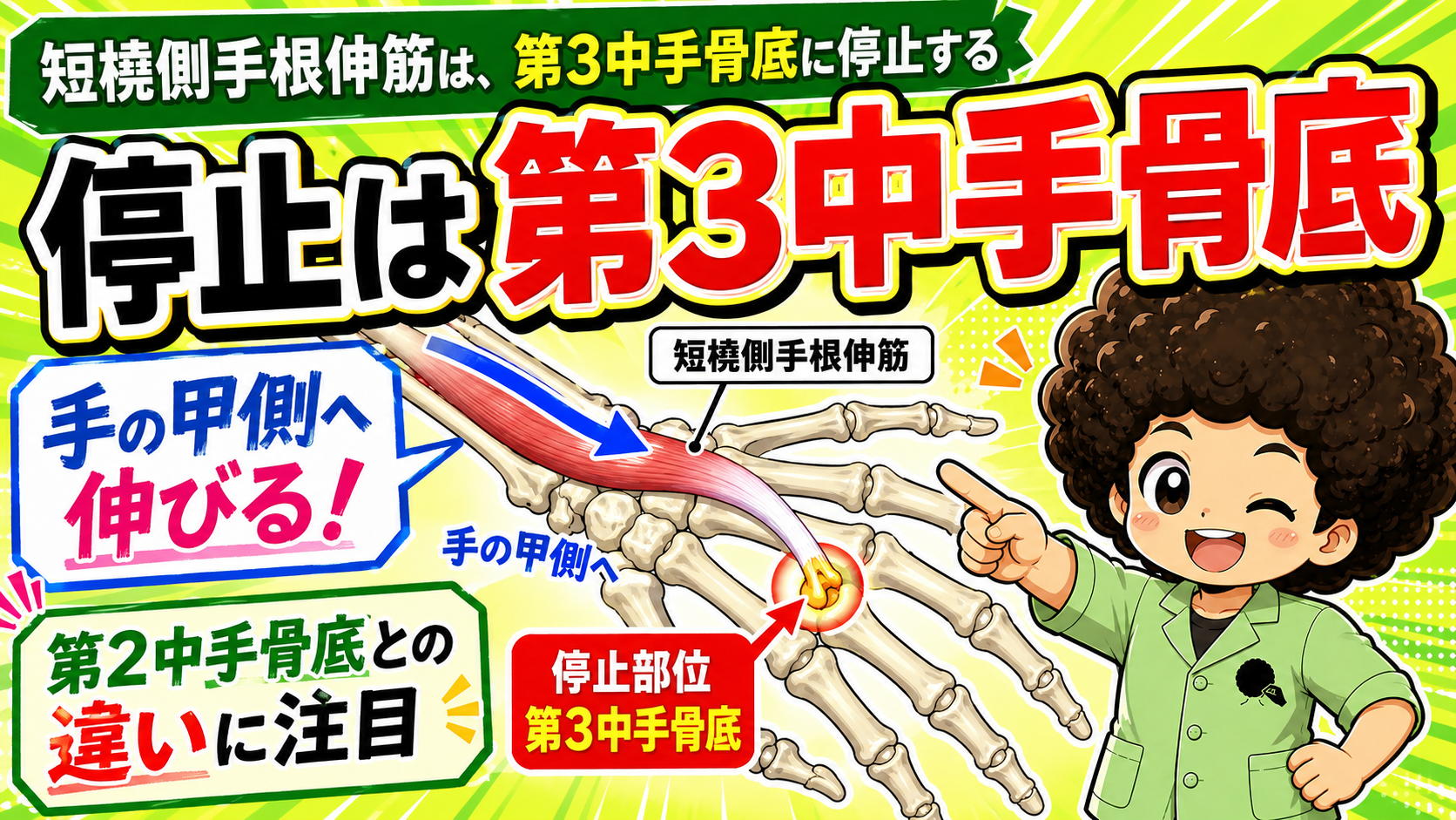 第3中手骨底に停止する短橈側手根伸筋の図