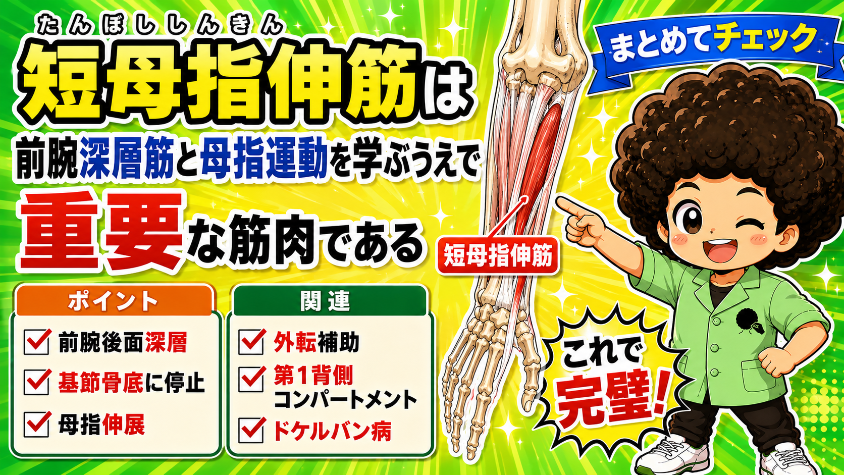 前腕後面深層にある短母指伸筋の位置と、橈骨・尺骨から母指基節骨底へ走る走行を示したイラスト