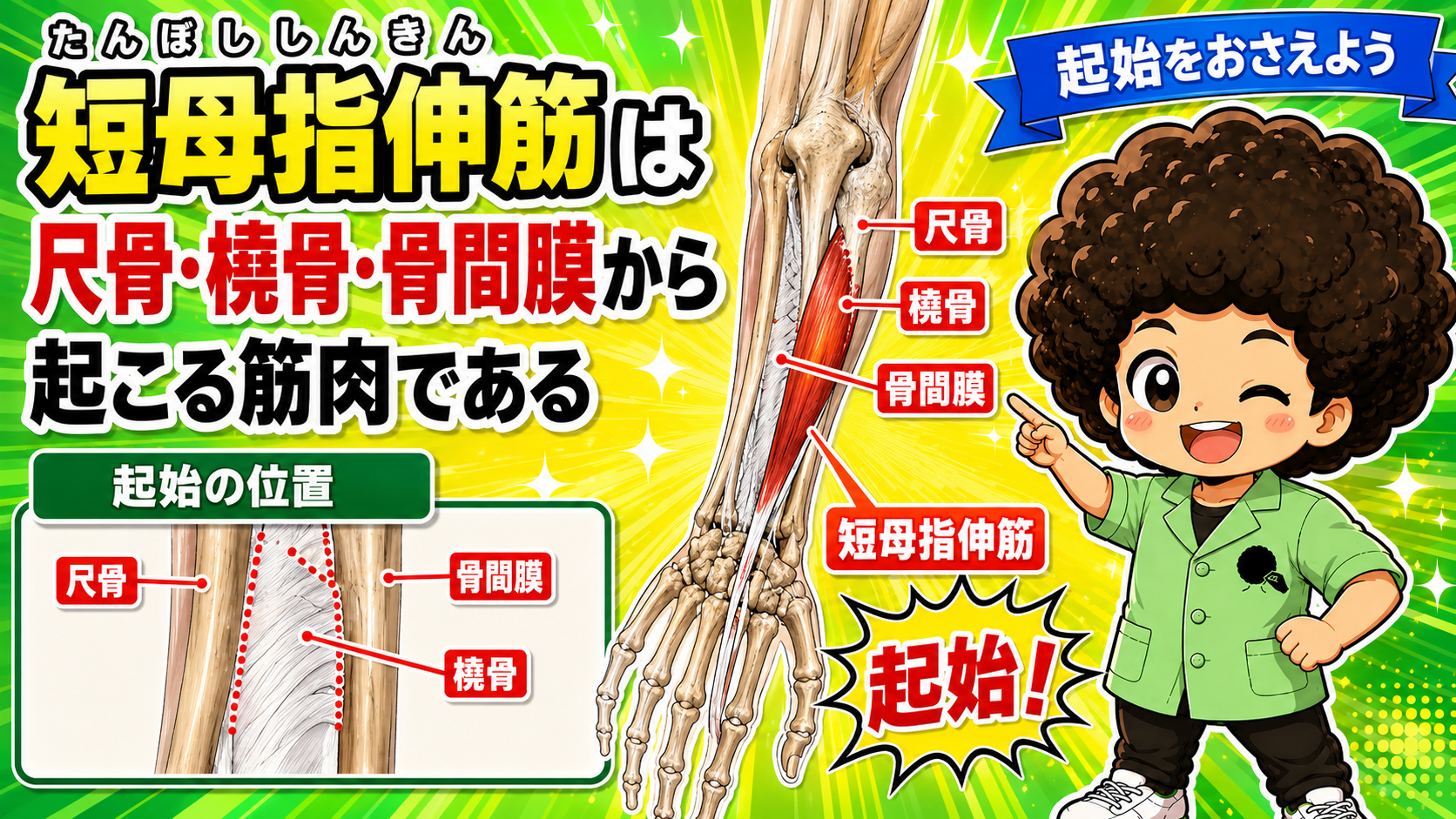 短母指伸筋 2