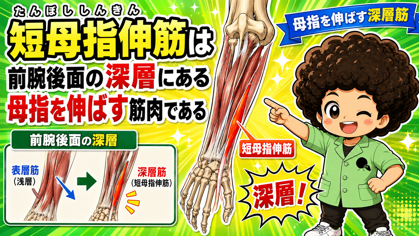 母指を伸展させる短母指伸筋の作用を示すイラスト