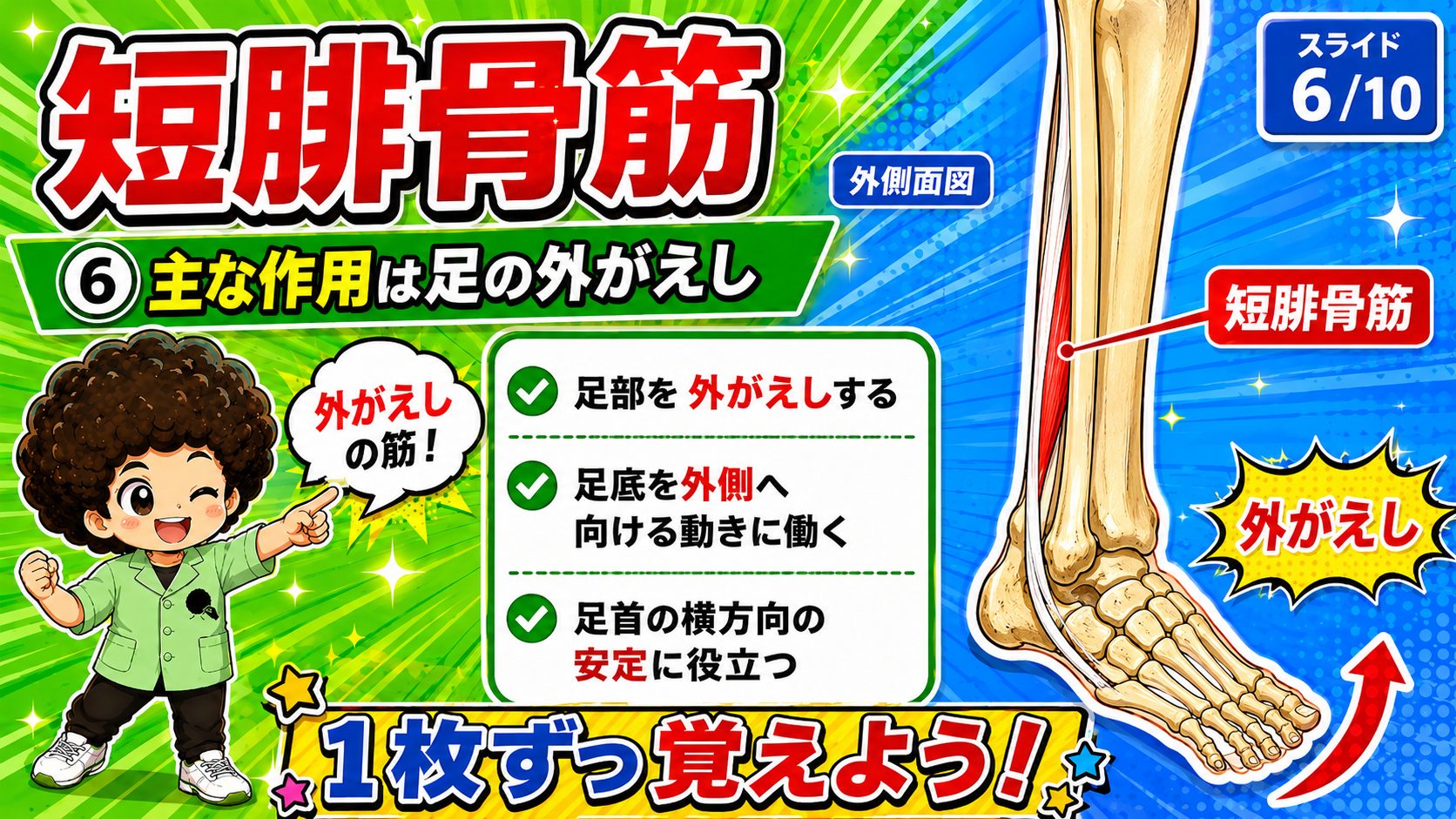 下腿外側にある短腓骨筋の位置と、足を外がえしする動きを示した外側面図