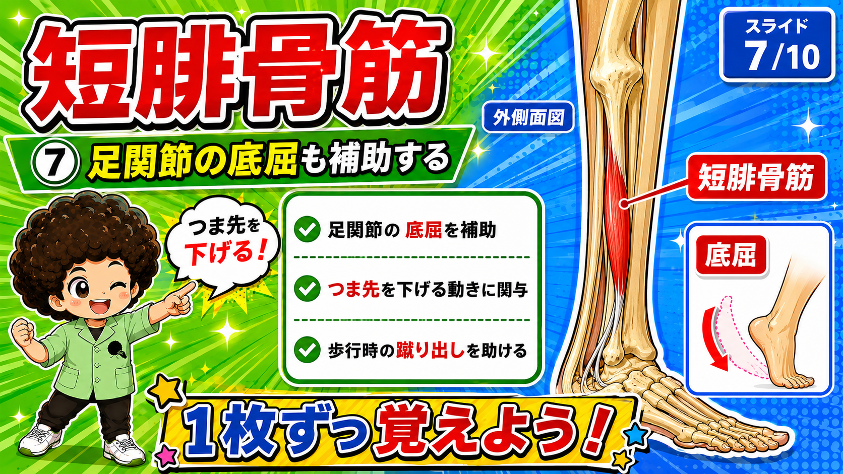 短腓骨筋が足関節の底屈を補助する図