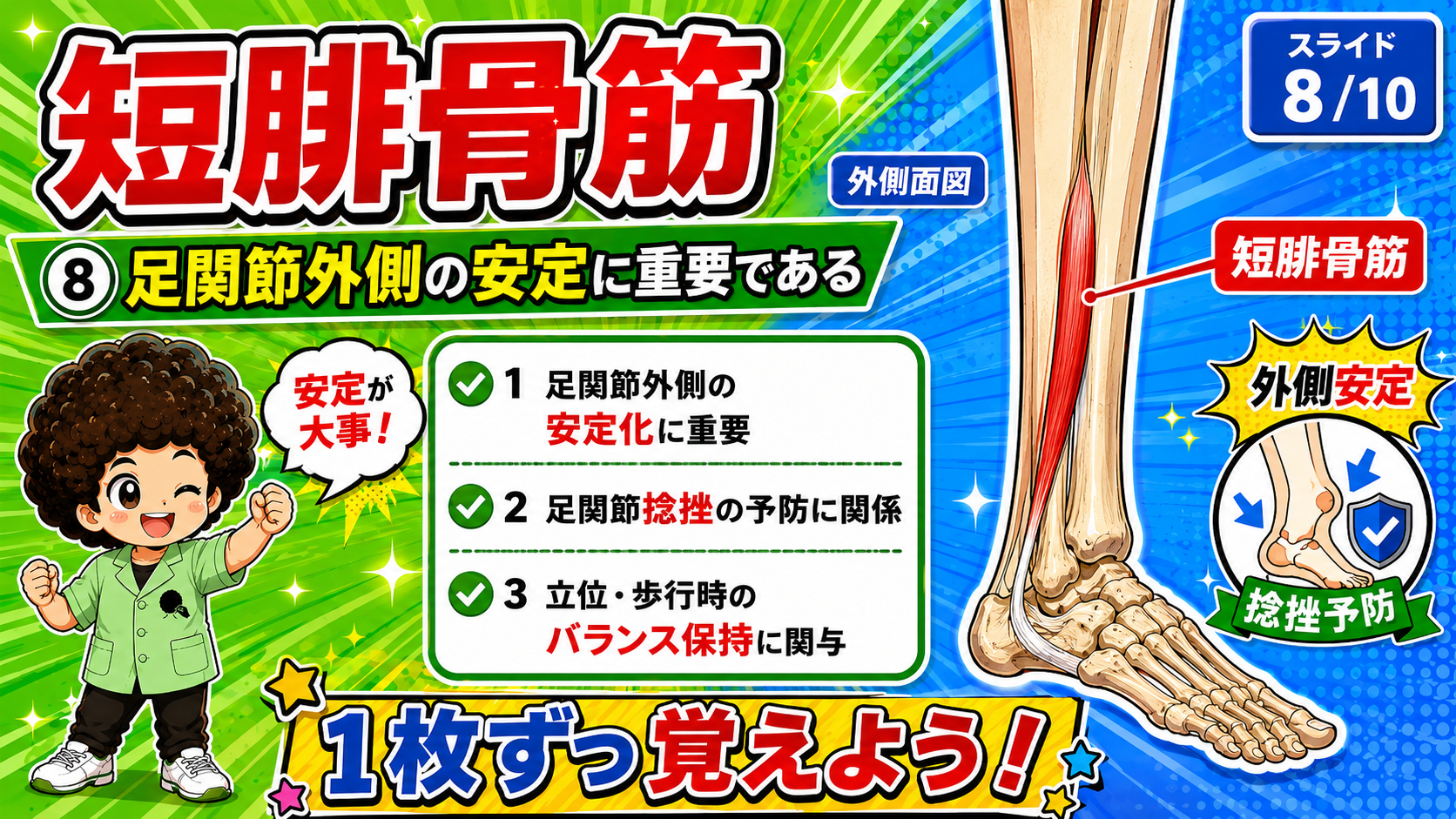 短腓骨筋が足関節外側を安定させ捻挫を予防する図