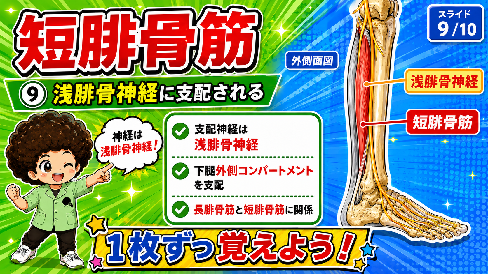 短腓骨筋を支配する浅腓骨神経を示した外側面図