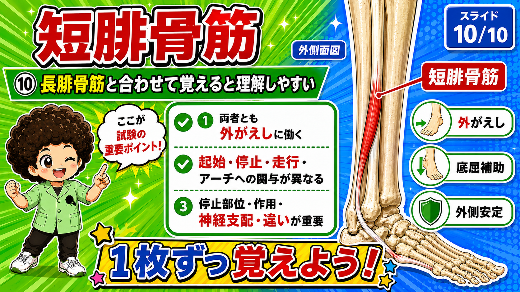 長腓骨筋との違いをまとめた短腓骨筋の図