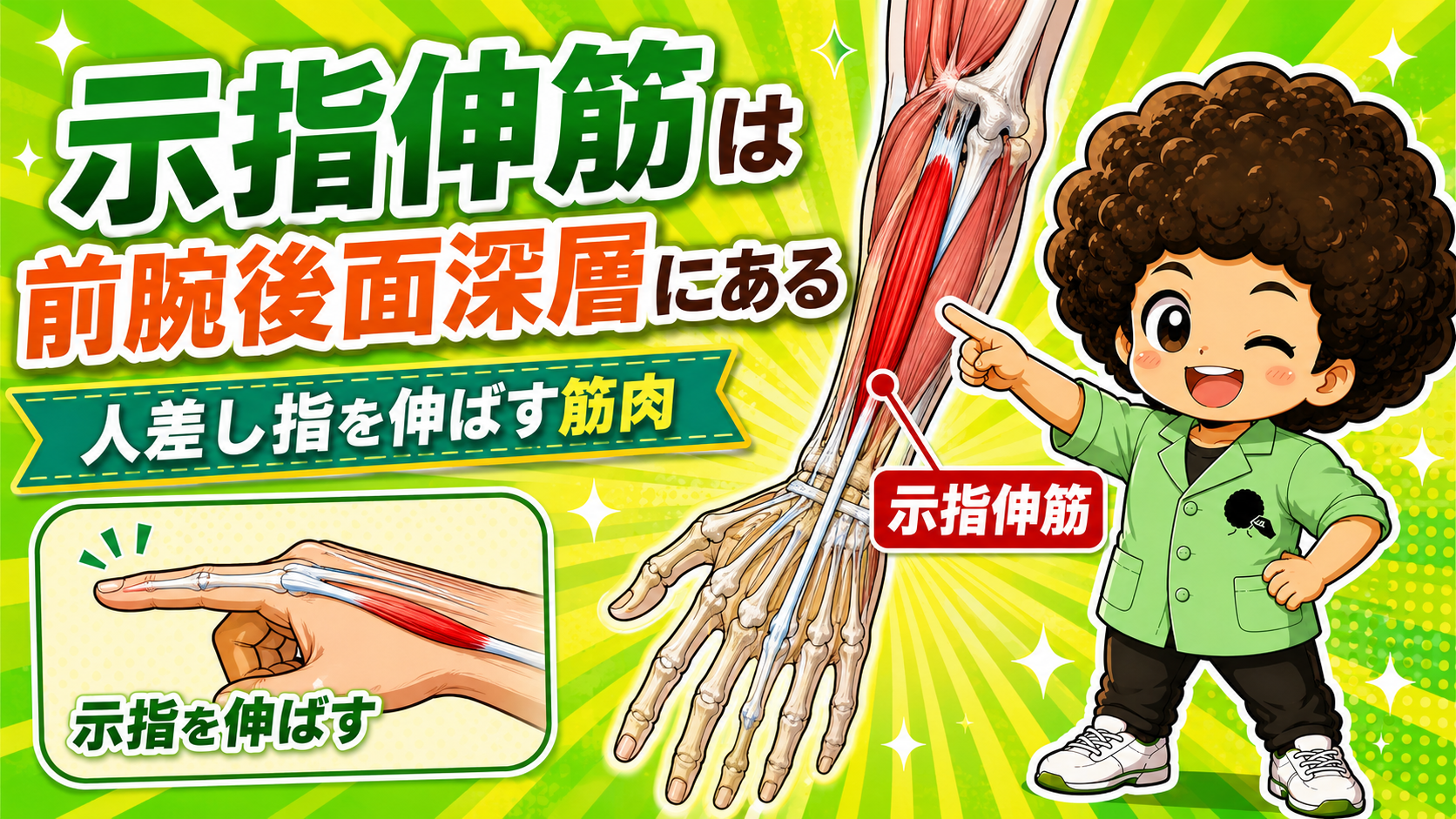 前腕後面深層にある示指伸筋の位置と、尺骨後面から示指へ走る走行を示したイラスト
