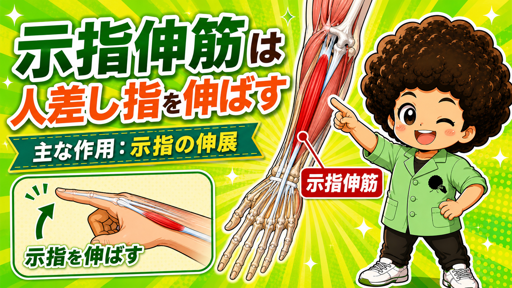 示指伸筋 2