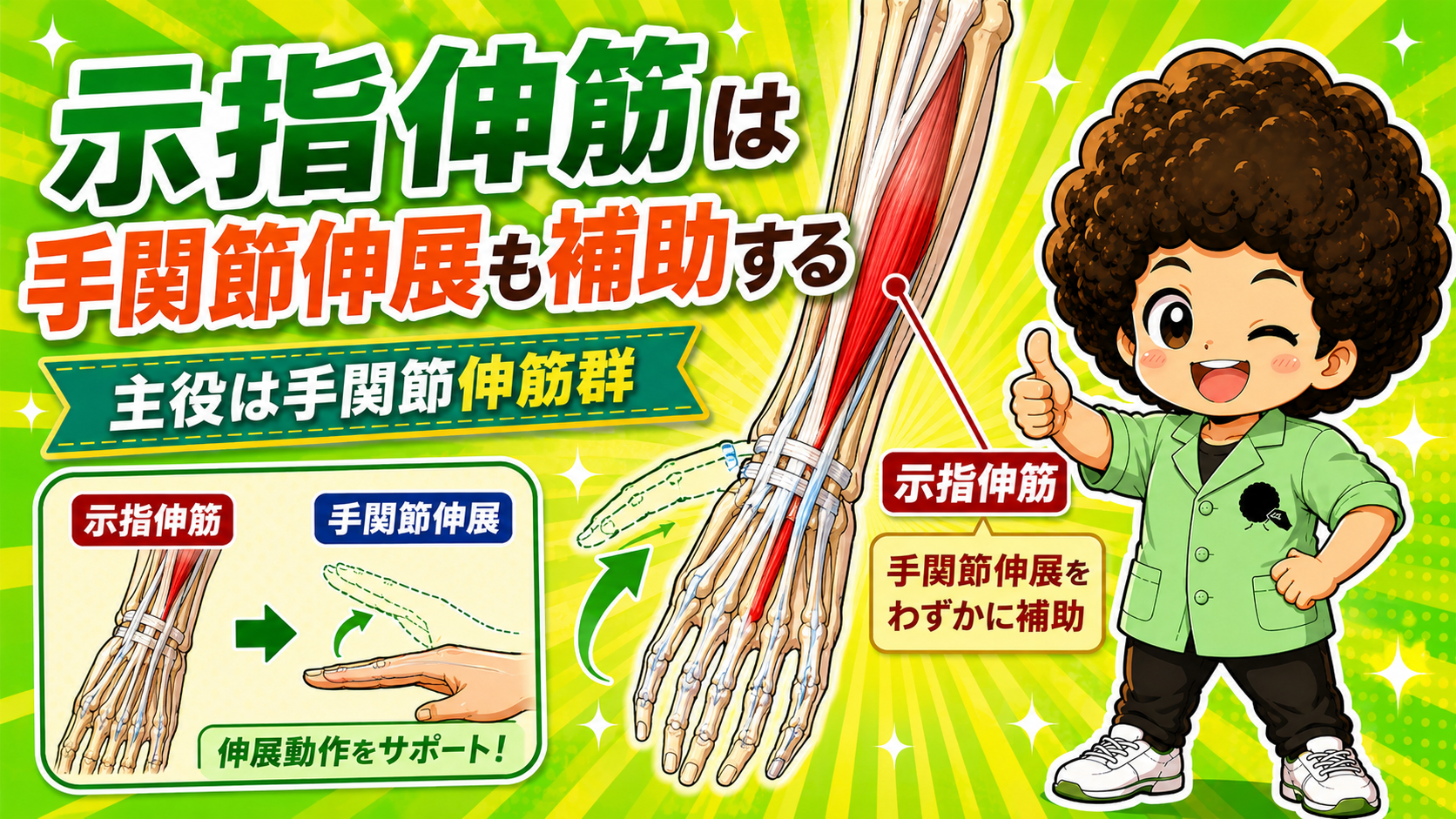 示指を伸展させる示指伸筋の作用を示すイラスト
