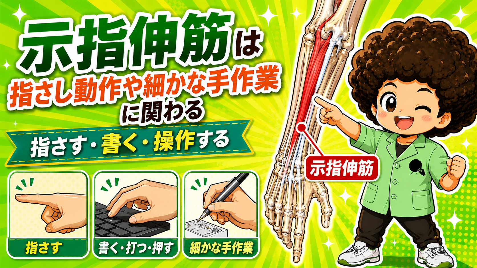 総指伸筋と協力する示指伸筋のはたらきを示すイラスト