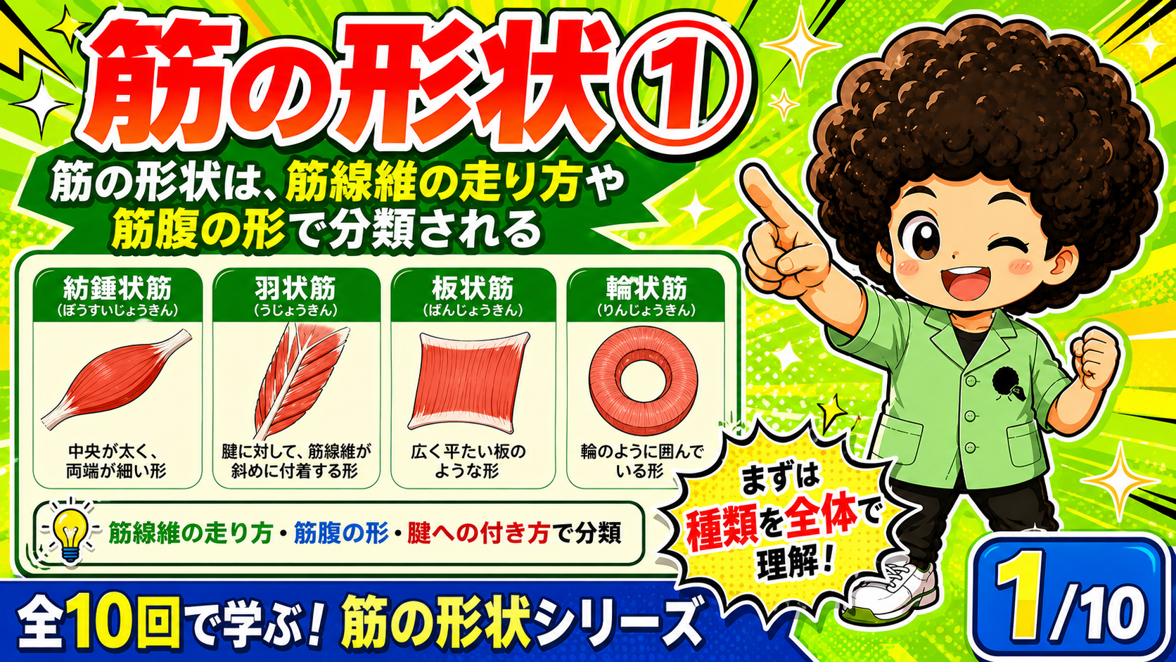 紡錘状筋・羽状筋・板状筋・輪状筋など筋の形状の種類を並べた図