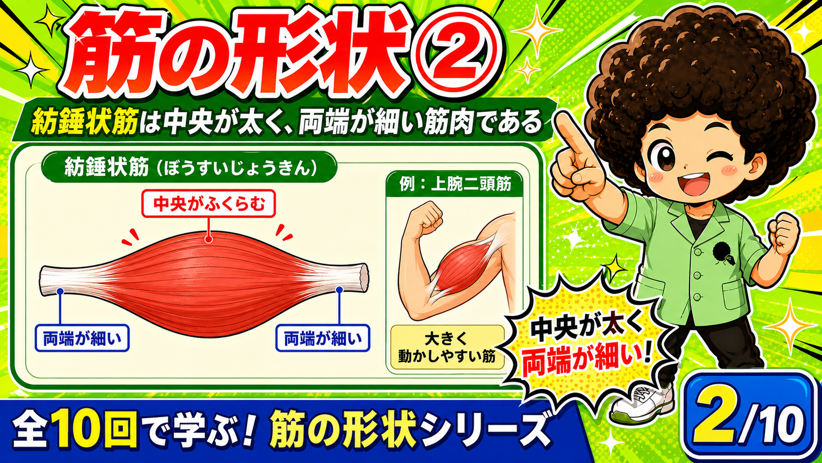中央がふくらみ両端が細い紡錘状筋の図