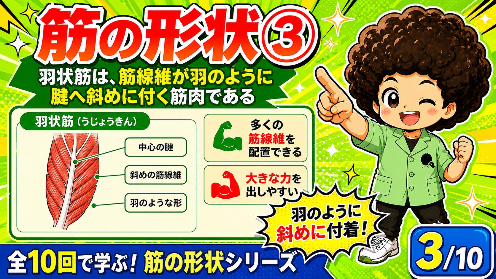 腱に対して筋線維が斜めに付く羽状筋の図