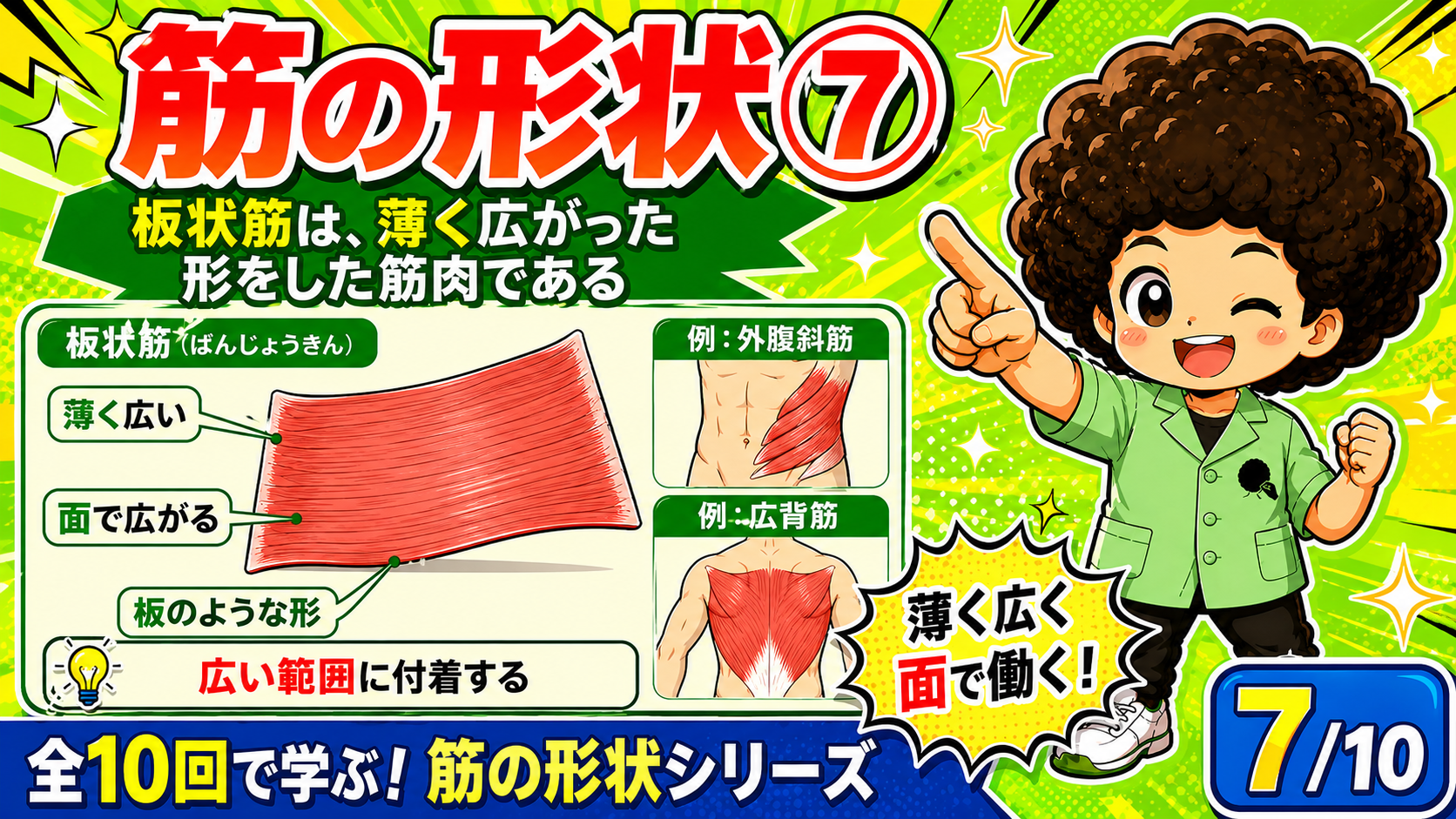 薄く面で広がる板状筋の図