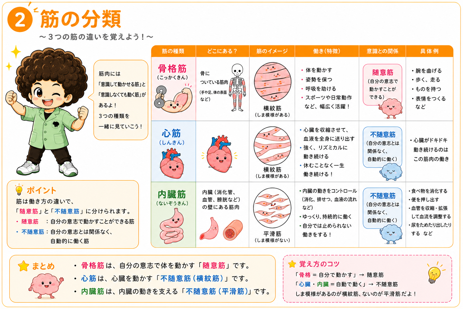 筋の分類表。骨格筋・心筋・内臓筋を、どこにあるか・横紋の有無・随意/不随意で比べた図