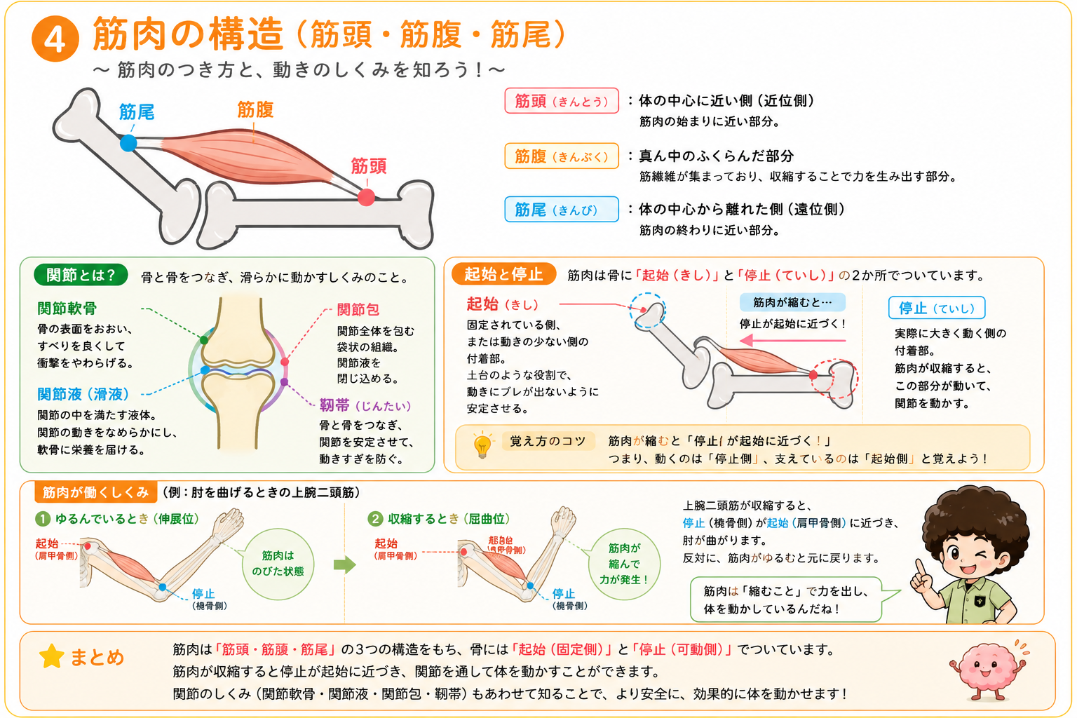 筋頭・筋腹・筋尾の位置と、起始と停止を示した筋肉の構造図
