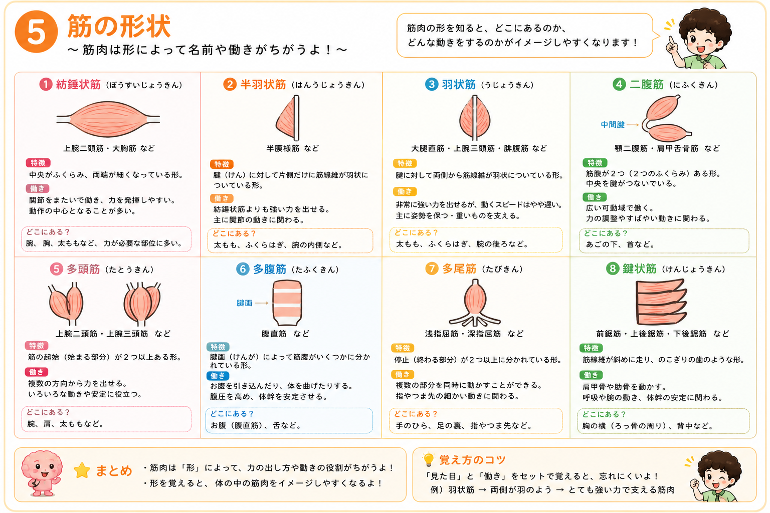 筋の形状による分類を並べた図