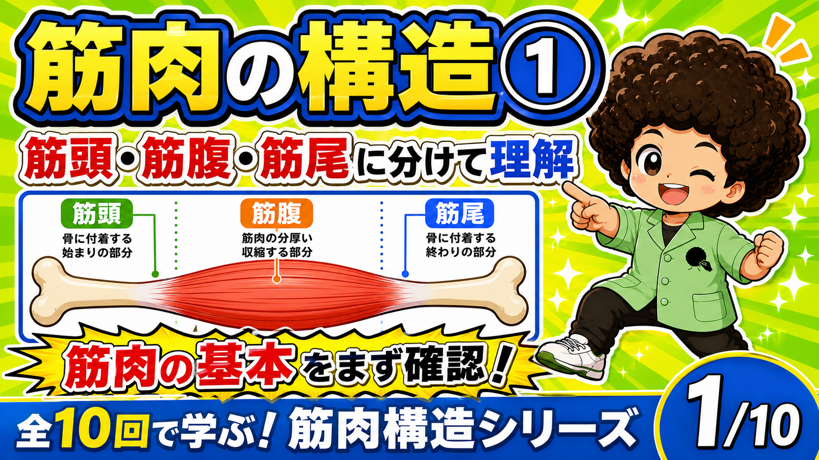 筋頭・筋腹・筋尾に分けた筋肉の基本構造を示すイラスト