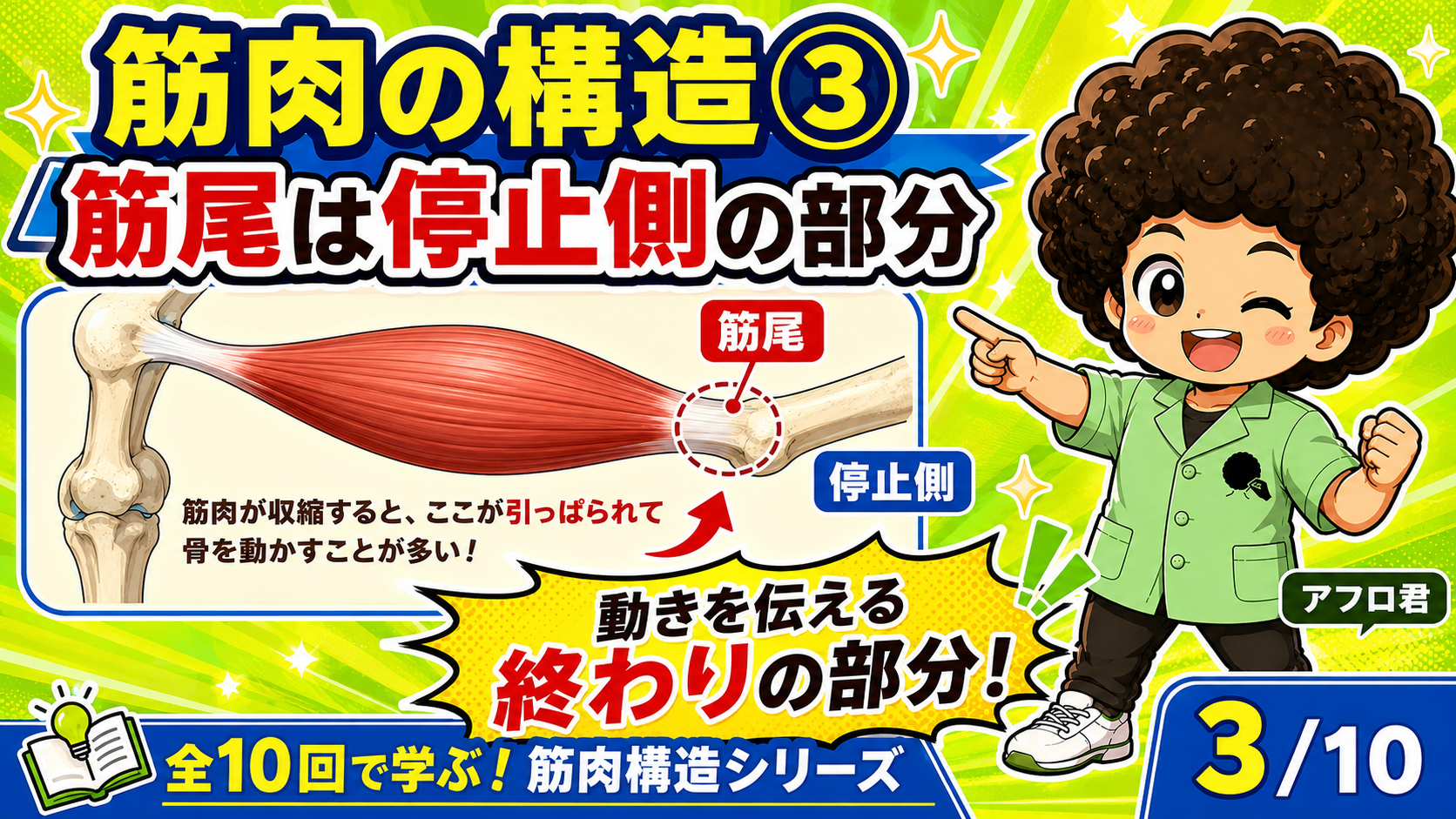 筋尾が停止側で骨を引っぱり動きを伝えることを示す図