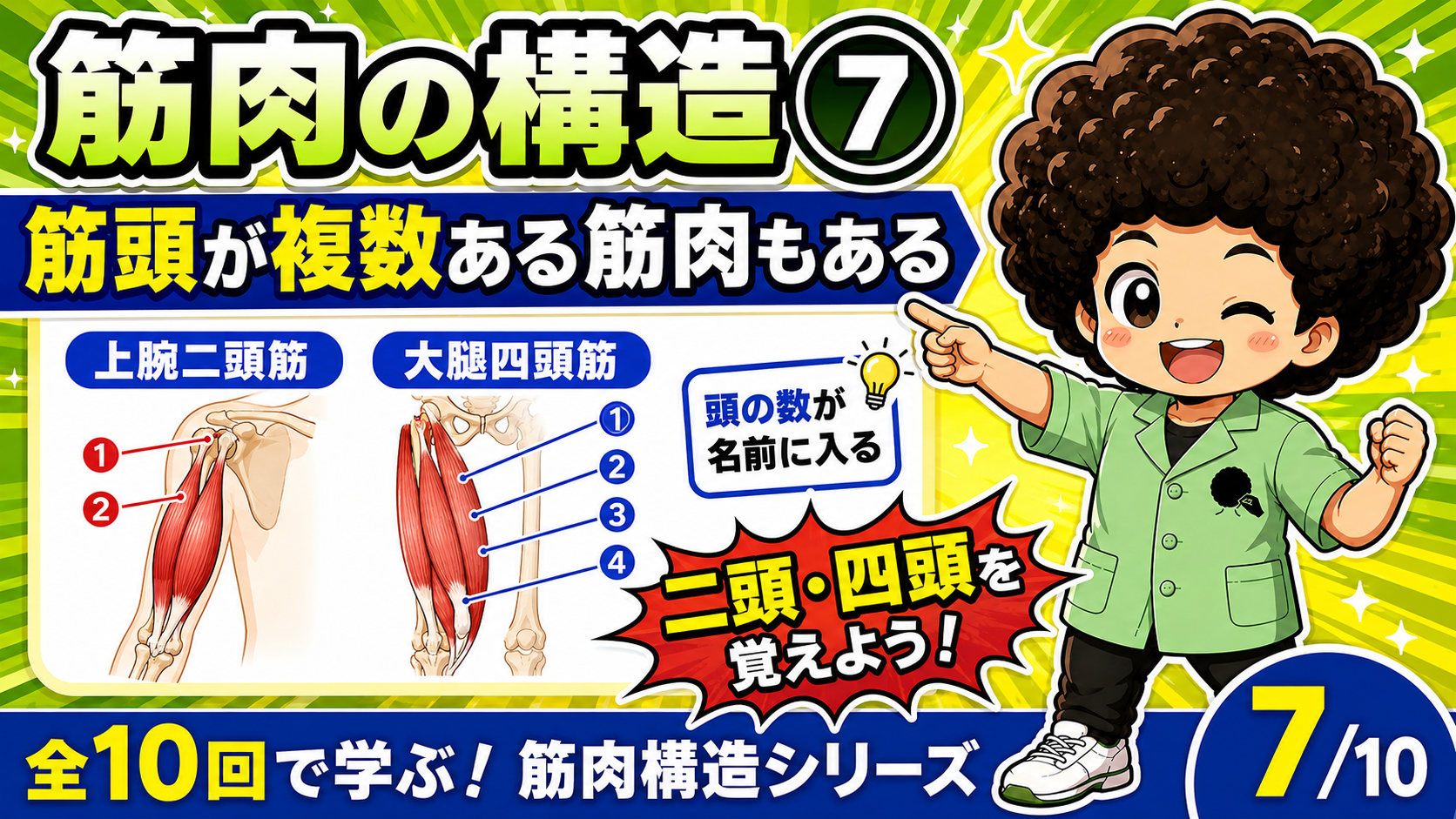 上腕二頭筋と大腿四頭筋の筋頭の数を示した図