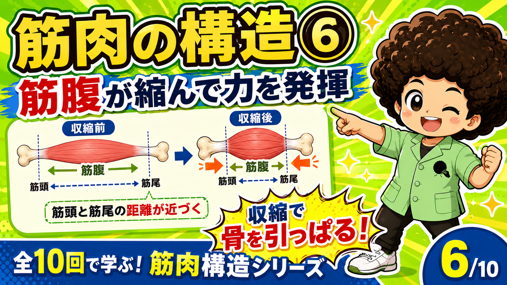 筋腹が収縮して筋頭と筋尾が近づき骨を引っぱる図