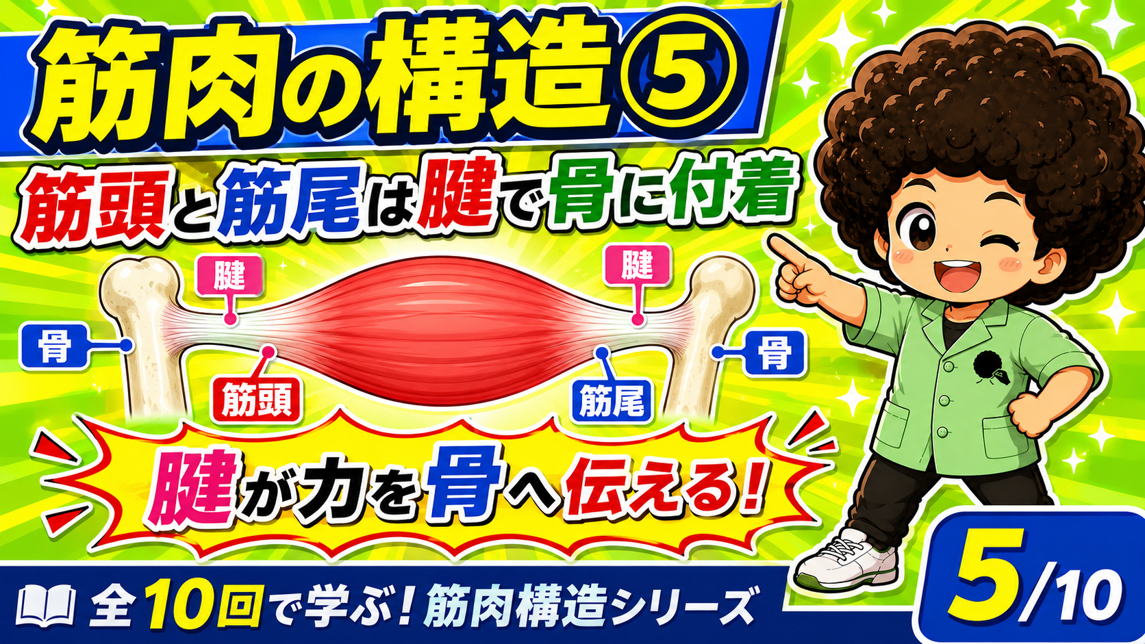 筋頭・筋尾が腱を介して骨に付着し力を伝える図